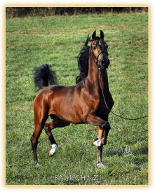 Arabian horse boss.jpg