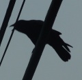 Blackbird.JPG